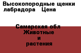 Высокопородные щенки лабрадора › Цена ­ 25 000 - Самарская обл. Животные и растения » Собаки   . Самарская обл.